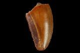 Serrated, Raptor Tooth - Real Dinosaur Tooth #158931-1